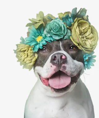 戴花环的小狗免抠