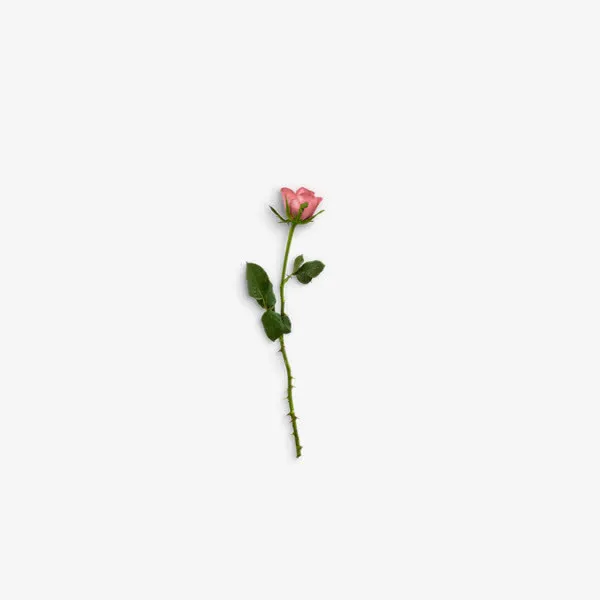 粉色玫瑰花免抠