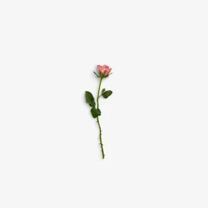 粉色玫瑰花免抠