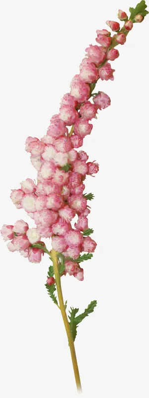 花草插画花草矢量图素材免抠