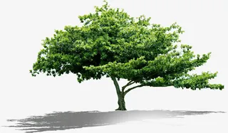 绿色春天树叶大树免抠
