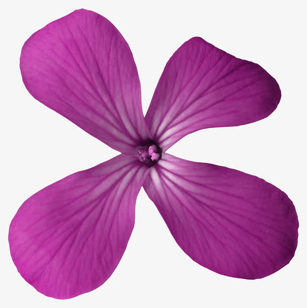 紫色花朵免抠