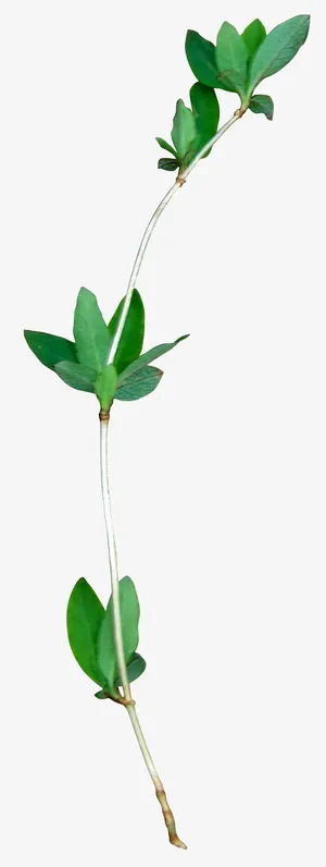 绿色 花艺装饰 背景 场景元素