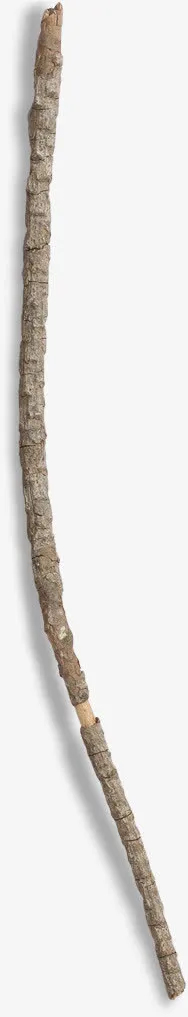 干枯的树枝免抠