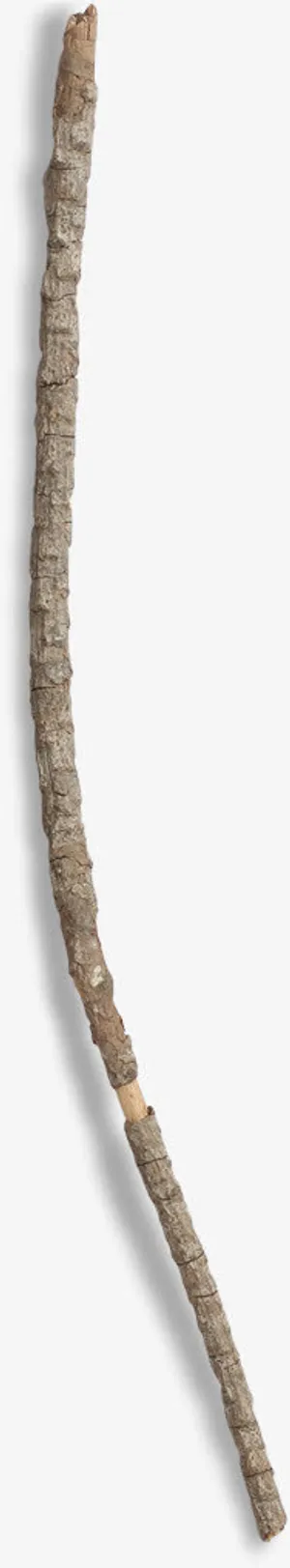 干枯的树枝免抠