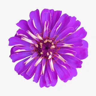 花卉图案素材鲜花psd素材免抠