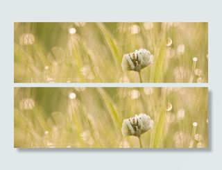 摄影清晨花朵背景高清