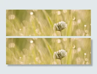 摄影清晨花朵背景高清