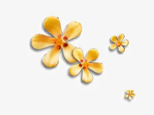 花瓣免抠