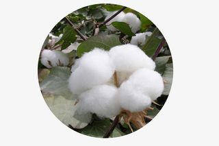 阳光下一朵白棉花免抠