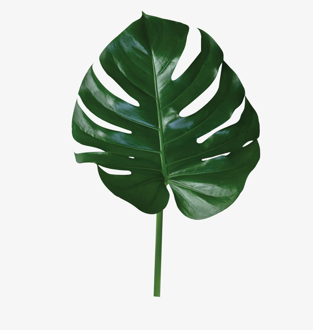 绿叶装饰元素绿植免抠