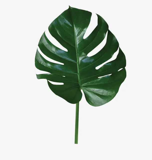 绿叶装饰元素绿植免抠