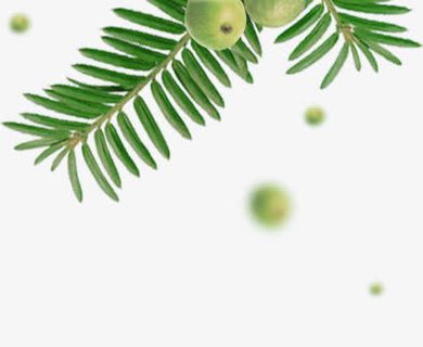 悦诗风吟水果绿叶免抠