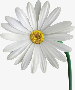 春天绿色小雏菊免抠动植物植物元素