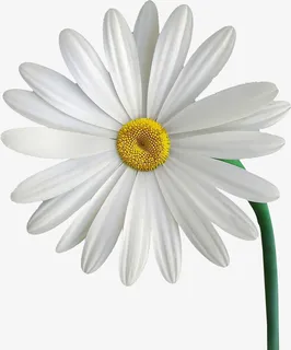 春天绿色小雏菊免抠动植物植物元素 春天绿色小雏菊免抠动植物植物元素