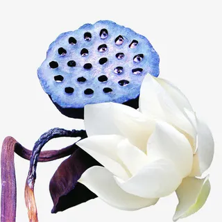 白色莲花莲蓬免抠