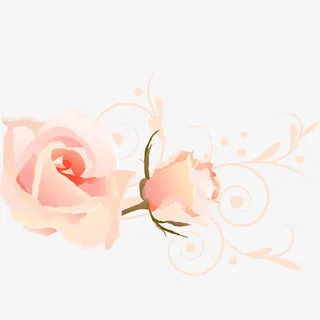 粉色玫瑰免抠