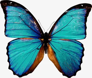 花蝴蝶彩色 蓝色蝴蝶花瓣免抠