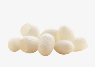 蚕茧壳高清素材免抠