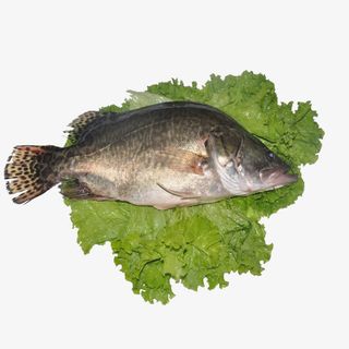 广东鲜活桂鱼免抠