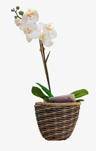 花篮里的兰花免抠