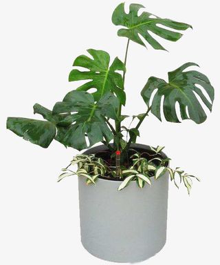 净化空气的龟背竹免抠