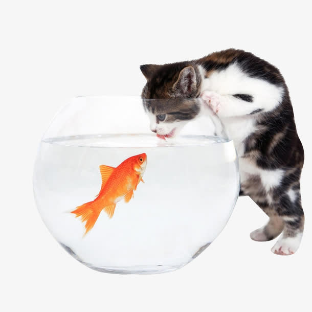猫和小鱼免抠