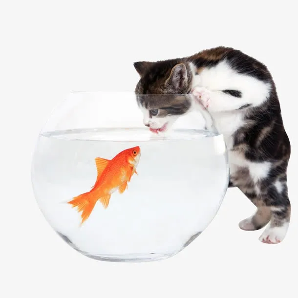 猫和小鱼免抠