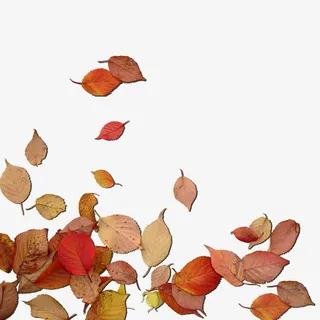 秋天落叶免抠素材免抠