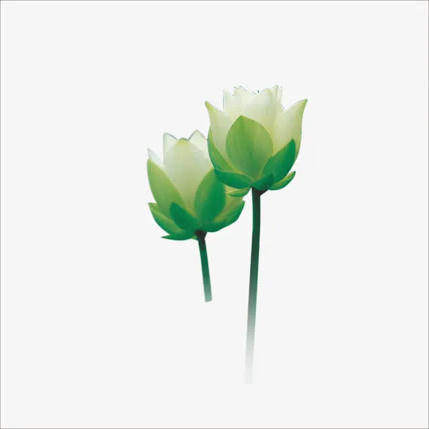 荷花免抠