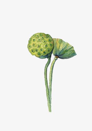 手绘卡通夏日主题莲藕免抠