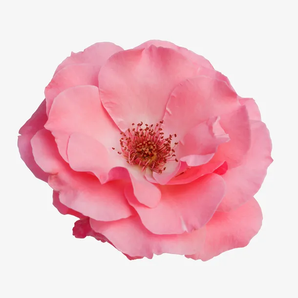 高清绽开的花朵免抠
