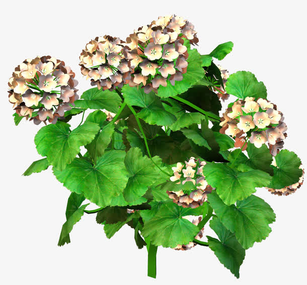 花卉图片花卉标签免抠