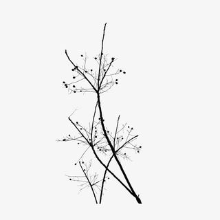 只剩零星树枝的树干免抠