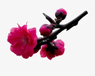 冬天红色梅花png素材免抠
