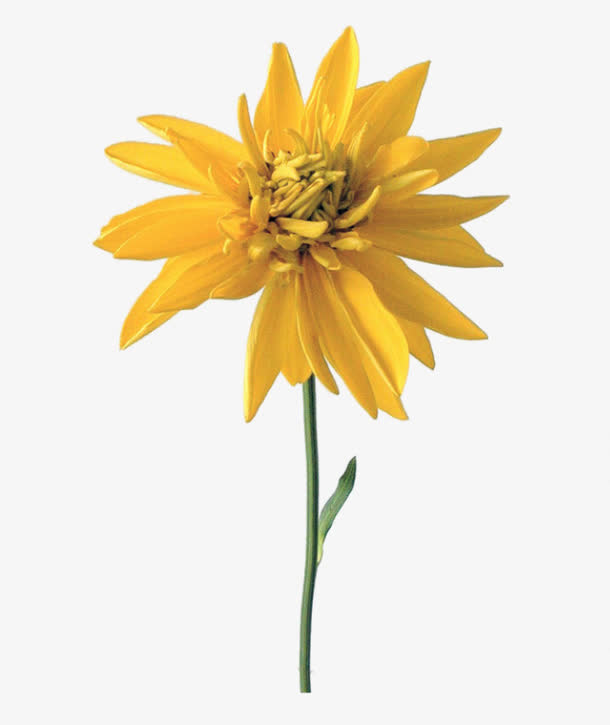 花卉矢量素材花草图片素材免抠