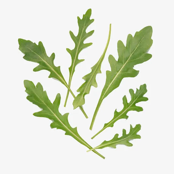 芝麻菜叶免抠