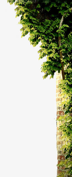 绿色爬山虎叶子免抠