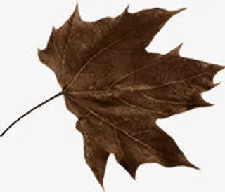 枯叶免抠