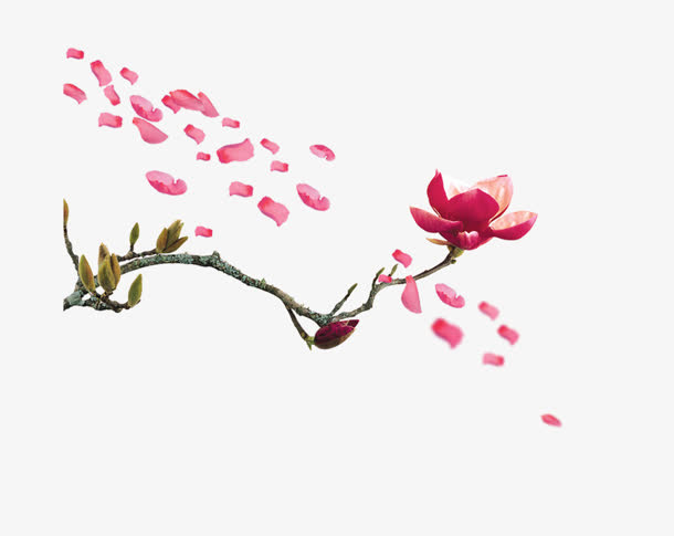 树枝免抠