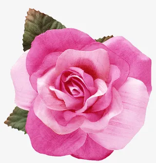 装饰图标植物花卉素材免抠