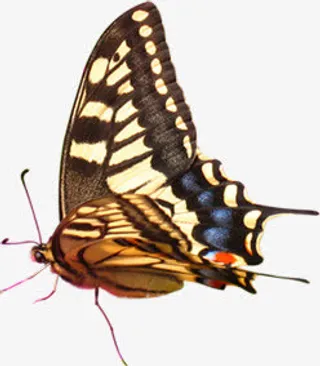 手绘海报卡通夏日蝴蝶免抠