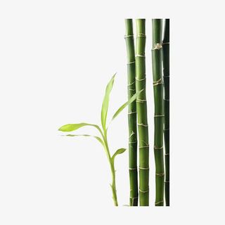 竹子免扣元素免抠