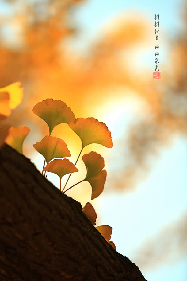 粉色梦幻树叶壁纸免抠