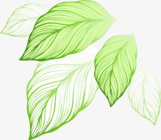 卡通手绘清新唯美树叶免抠
