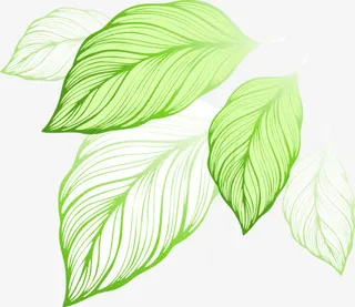 卡通手绘清新唯美树叶免抠