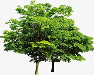 清新景观春季大树免抠