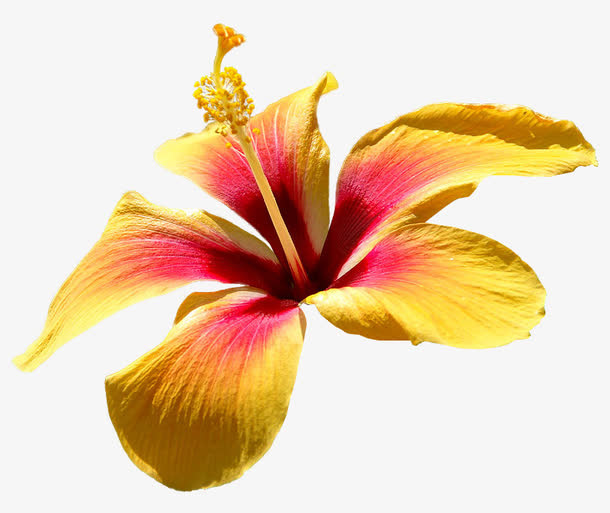 黄色花朵免抠