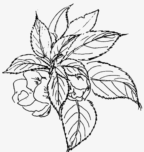植物 鲜花 简笔画 凤仙花免抠