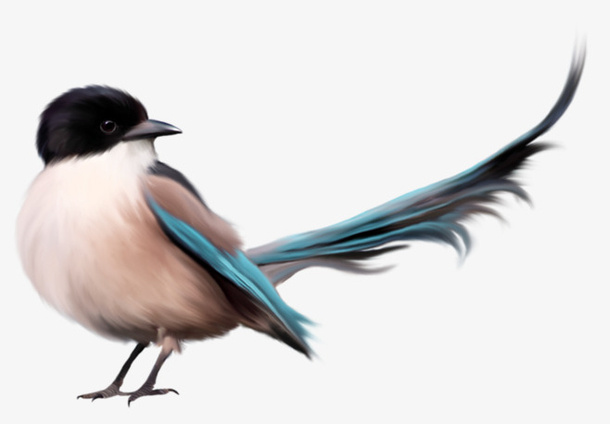 手绘精致雀鸟免抠